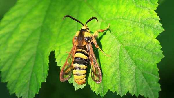 Смородиновая стеклянница (Aegeria tipuliformis)Тип вредителя: Вредитель смородины и крыжовника