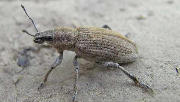 Южный серый долгоносик (Tanymecus palliatus)Тип вредителя: Вредитель сахарной свеклы