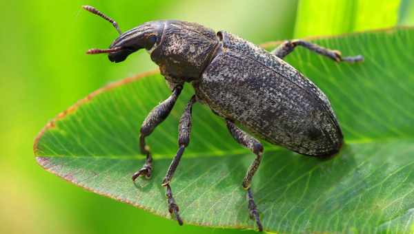 Обыкновенный свекольный долгоносик (Bothynoderes punctiventris)Тип вредителя: Вредитель сахарной свеклы