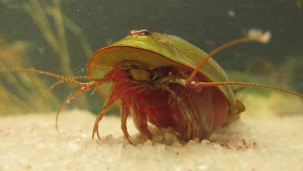 Щитень (Triops cancriformis)Тип вредителя: Вредитель риса