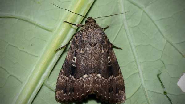 Совка синеголовка (Diloba coeruleocephala)Тип вредителя: Вредители плодовых культур