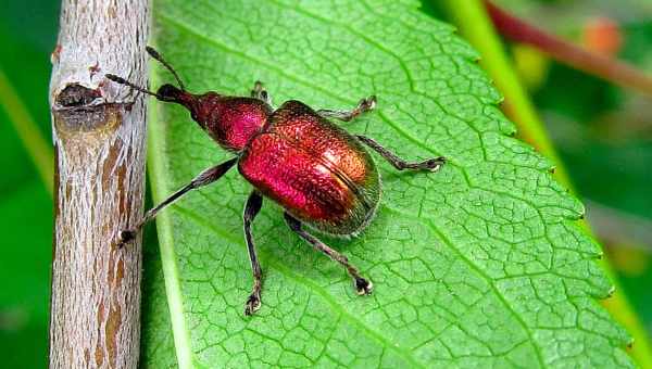 Трубковерт вишневый (Rhynchites auratus)Тип вредителя: Вредитель плодовых культур