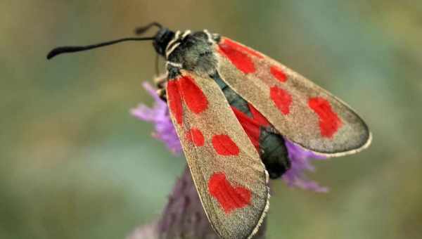 Пестрянка виноградная (Theresia ampelophaga)Тип вредителя: Вредитель винограда