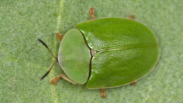 Щитоноска зеленая (Cassida viridis)Тип вредителя: Вредитель эфиромасличных культур