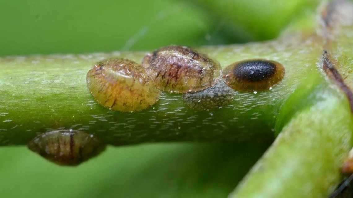 Сливовая ложнощитовка (Sphaerolecanium prunastri)Тип вредителя: Вредитель плодовых культур