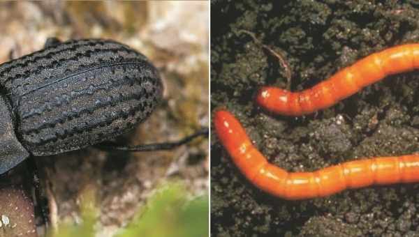 Песчаный медляк (Opatrum sabulosum)Тип вредителя: Многоядный вредитель