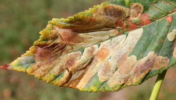 Верхнесторонняя плодовая минирующая моль (Lithocolletis corylifoliella)Тип вредителя: Вредитель плодовых культур