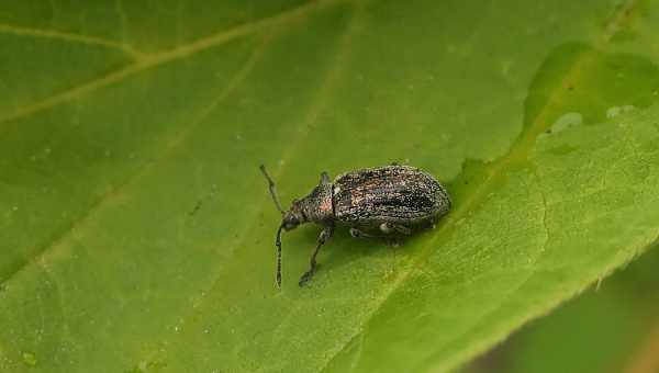 Долгоносик пятиточечный (Tychius quinquepunctatus)Тип вредителя: Вредитель зерновых бобовых культур