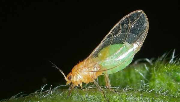 Морковная листовая блошка (Trioza apicalis)Тип вредителя: Вредитель зонтичных овощных культур