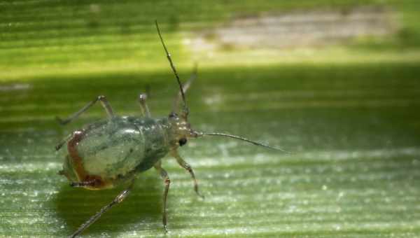 Сорговая тля (Rhopalosiphum maidis)Тип вредителя: Вредитель риса