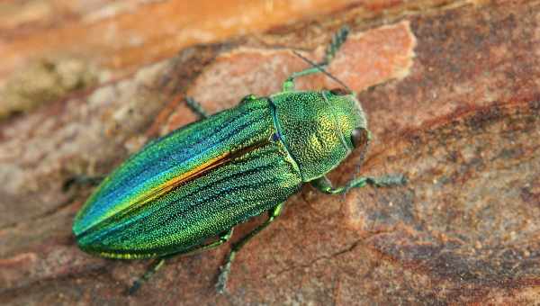 Смородинная узкотелая златка (Agrilus ribesii)Тип вредителя: Вредители смородины и крыжовника