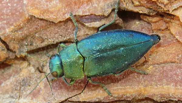 Синяя сосновая златка (Phaenops cyanea)Тип вредителя: Вредители хвойных пород