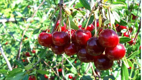 Выращивание вишни Брусницына