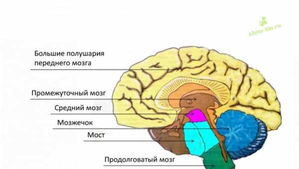 Мозг указал на оптимальное число объектов для эффективного выбора