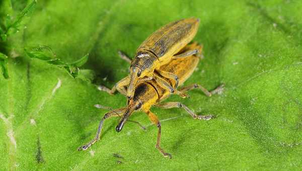 Свекольный долгоносик-стеблеед (Lixus subtilis)Тип вредителя: Вредитель сахарной свеклы