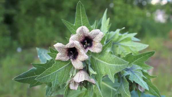 Белена черная (Hyoscyamus niger L)Семейство: Паслёновые (Solanaceae)