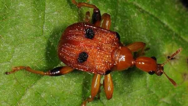 Букарка (Coenorrhinus pauxillus)Тип вредителя: Вредитель плодовых культур