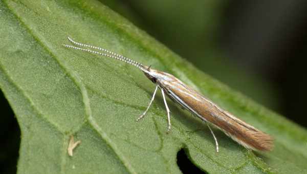 Чехлоноска плодовая (Coleophora hemerobiella)Тип вредителя: Вредитель плодовых культур