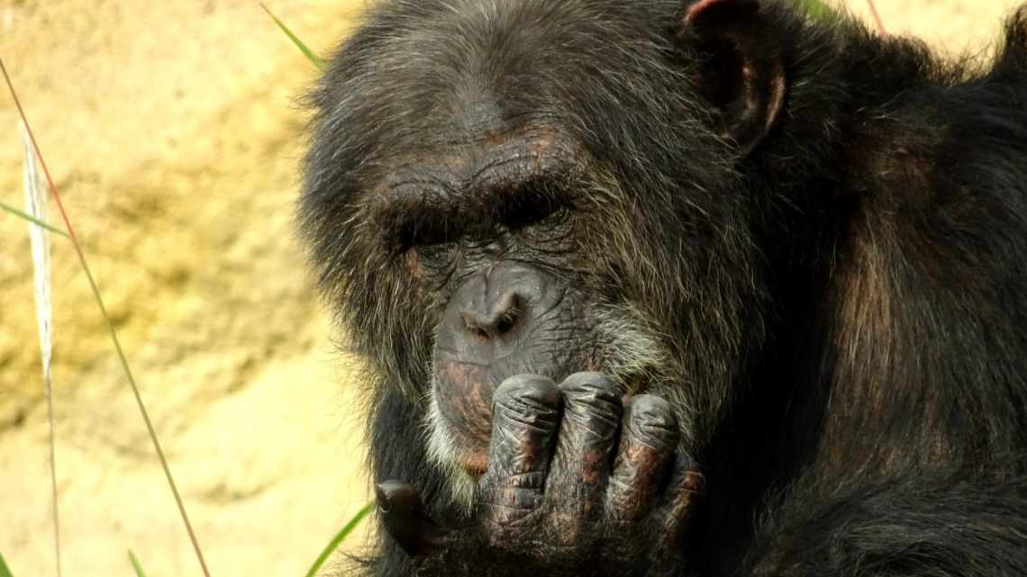 Количество близких «друзей» у горилл оказалось ограниченным