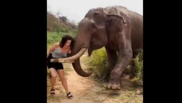 Оказалось, что слоны могут «ловить зевок» от человека