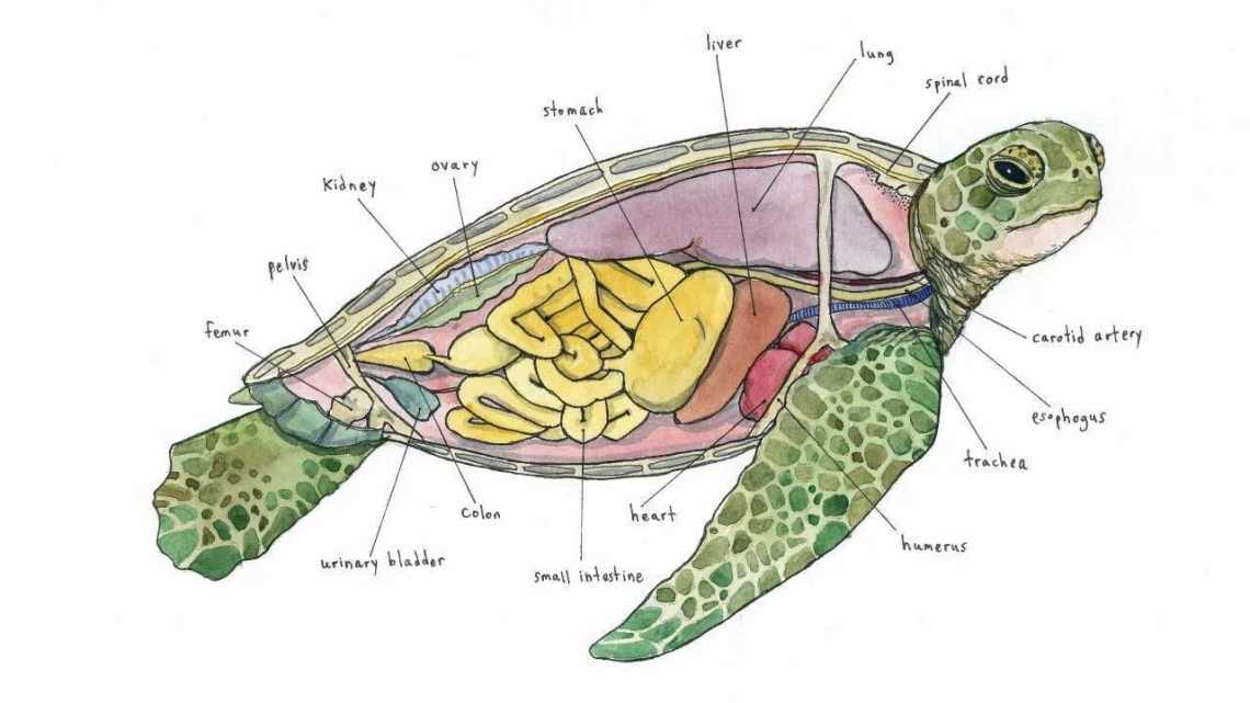 В организме черепах найден «химический коктейль»