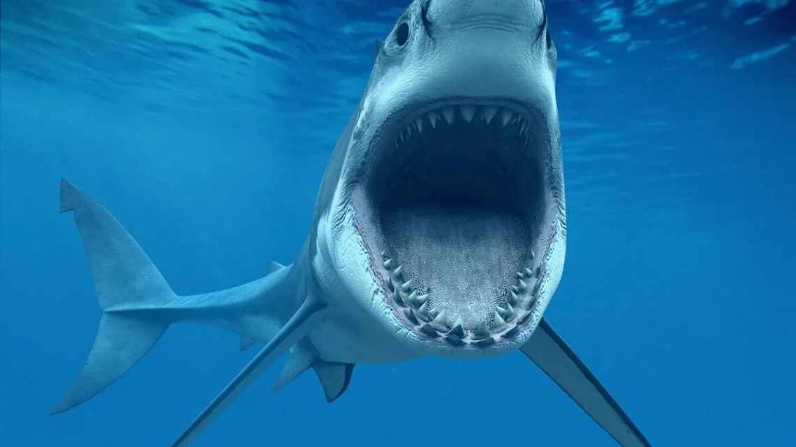 Акулы научат людей отращивать зубы