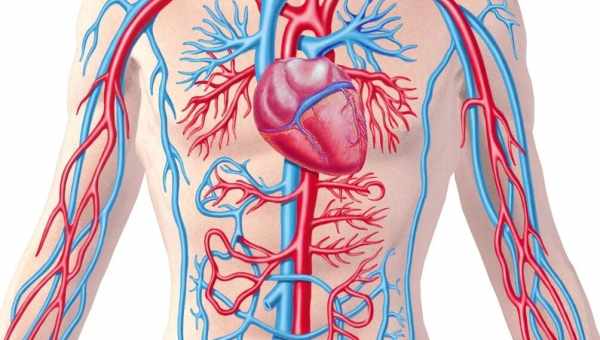 Современная сердечно-сосудистая система существовала полмиллиарда лет назад