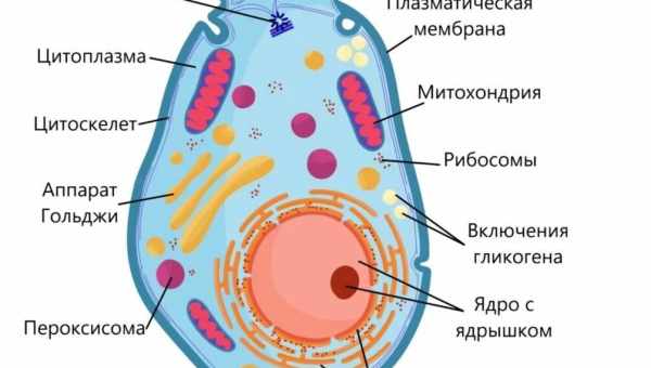 Получены первые стоп-кадры живой клетки