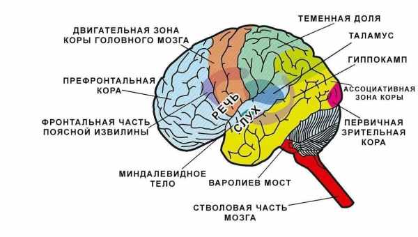 5 функций, которые мозг выполняет во время сна