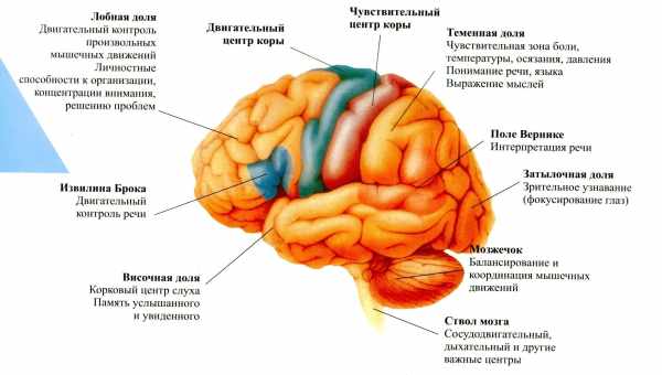 Как величина мозга влияет на интеллект