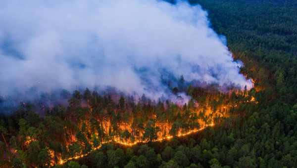 Лесные пожары разнообразили репертуар лесных певунов