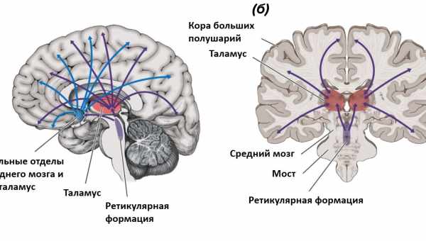 В височной коре нашли нейроны сложения и вычитания