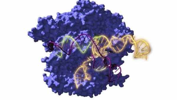 CRISPR-каскад накрошил ДНК в клетках человека