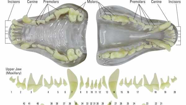 Зубы у собак: количество, строение и уход