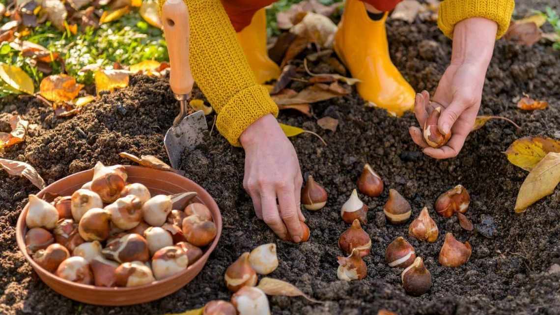 Посадка тюльпанів восени: коли, як і на яку глибину посадити