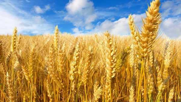 Британська новинка - пшениця з високим вмістом заліза