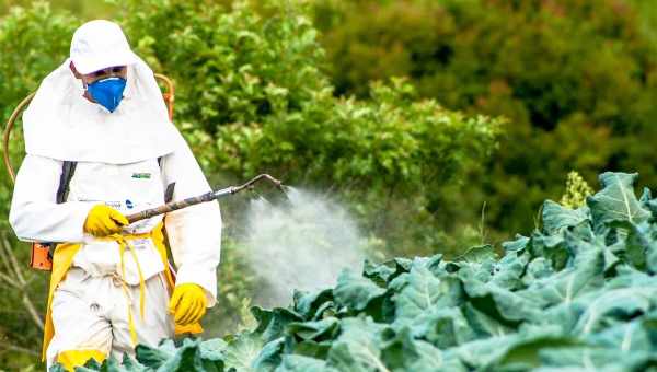 Каліфорнія хоче заборонити пестициди, що містять хлорпірифос
