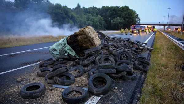 В Ірландії фермери обурюються через зниження м'ясокомбінатами закупівельних цін на баранину