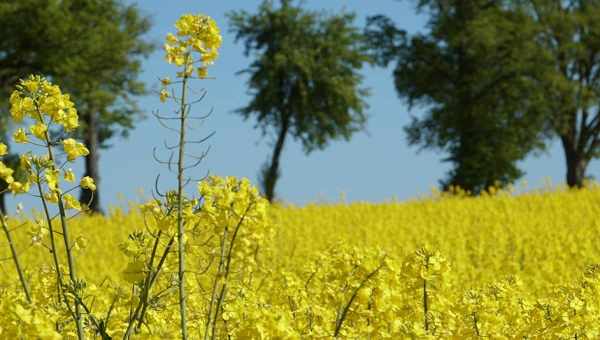 Незважаючи рятівний дощ, урожай ріпаку в Європі очікується низьким