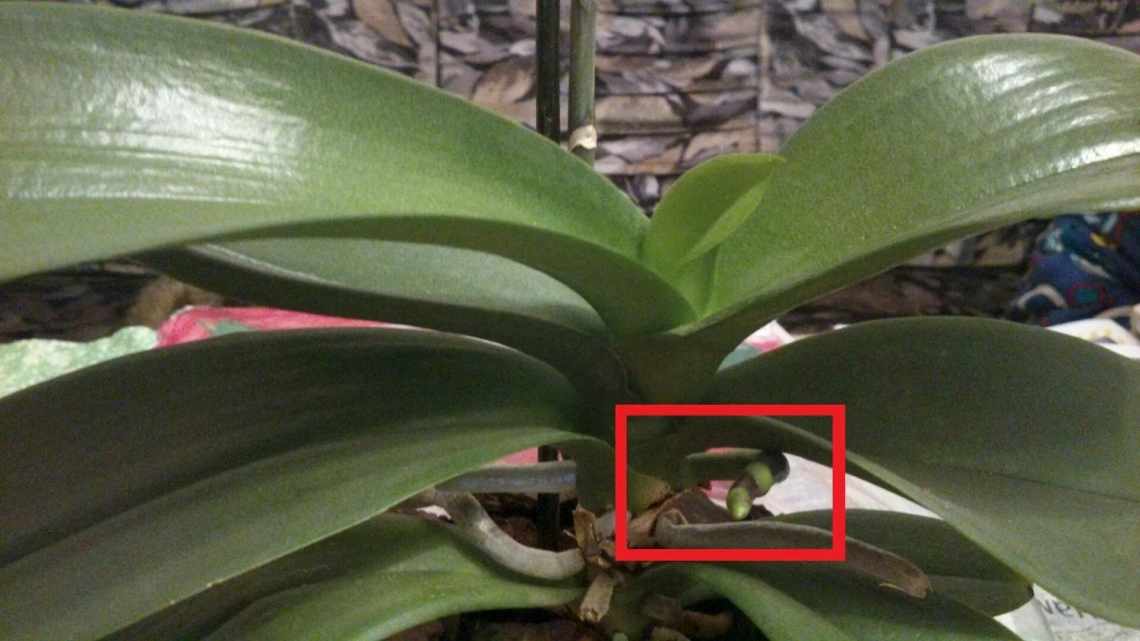 Можливі причини опадання бутонів біля орхідеї
