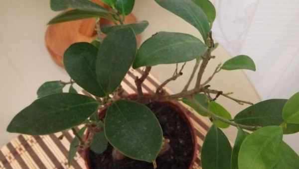 Фікус Гінсенг (Ficus Microcarpa Ginseng): поради щодо догляду, розмноження і пересадки