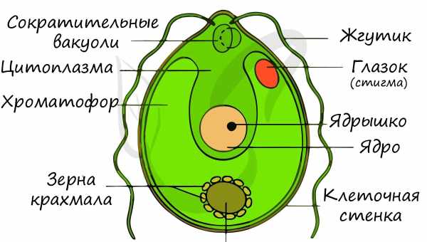 Перепрограмовані клітини довговічні